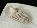 Detailed Macrocrinus Crinoid - Crawfordsville #16089-1